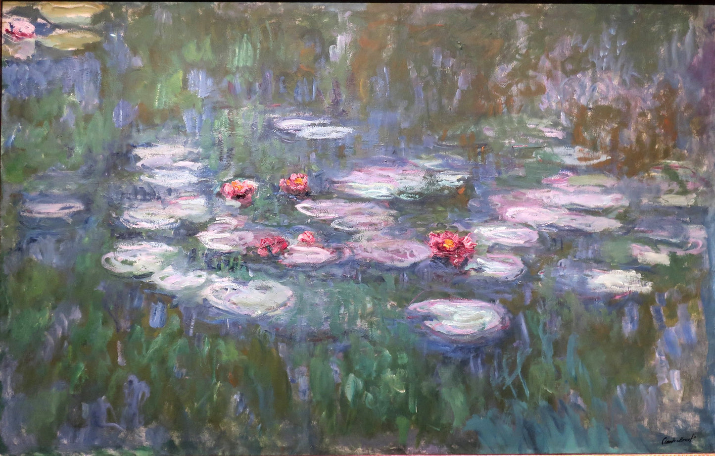 🌸 Ninféias rosas sobre fundo de sombra