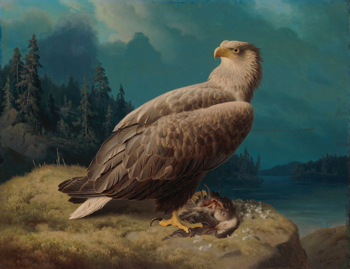 Águia Velha de Cauda Branca - Ferdinand von Wright