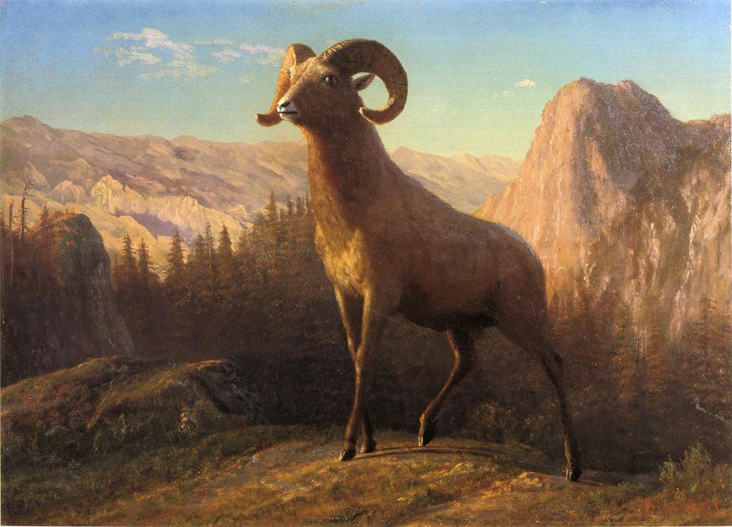 Un mouton des montagnes Rocheuses, Ovis, Montana - Albert Bierstadt