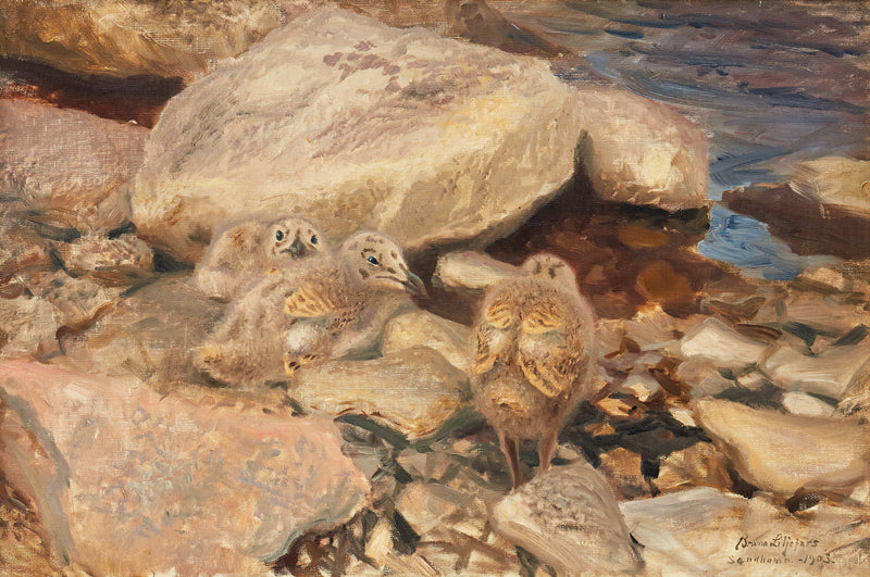 poussins de goéland argenté - Bruno Liljefors