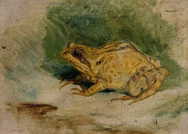 Étude d'une grenouille - Edwin Henry Landseer