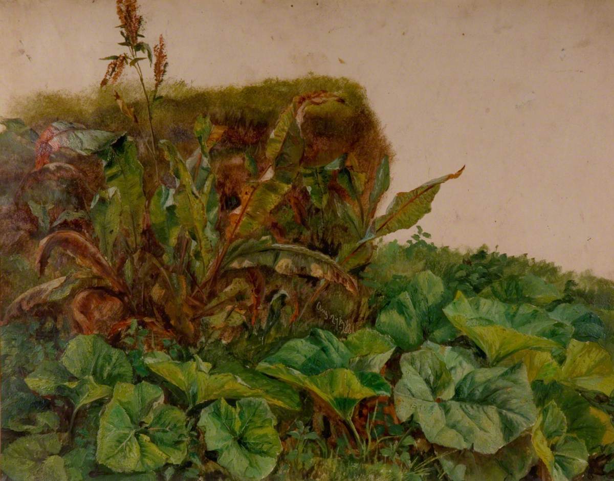 Étude des plantes de bord de route - Edwin Henry Landseer