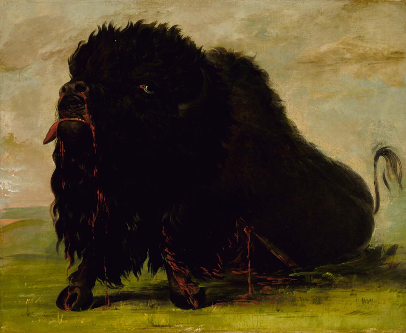 Buffle mourant, touché par une flèche - George Catlin