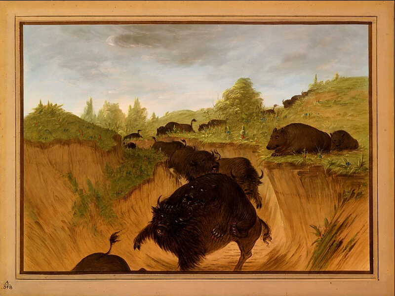 Des grizzlis attaquent des bisons - George Catlin