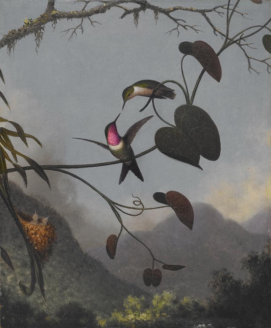Étoile des bois améthyste - Martin Johnson Heade