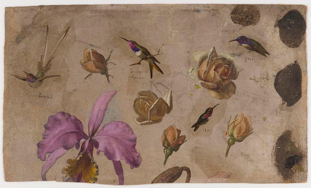 Étude de quatre colibris avec des roses et une orchidée - Martin Johnson Heade