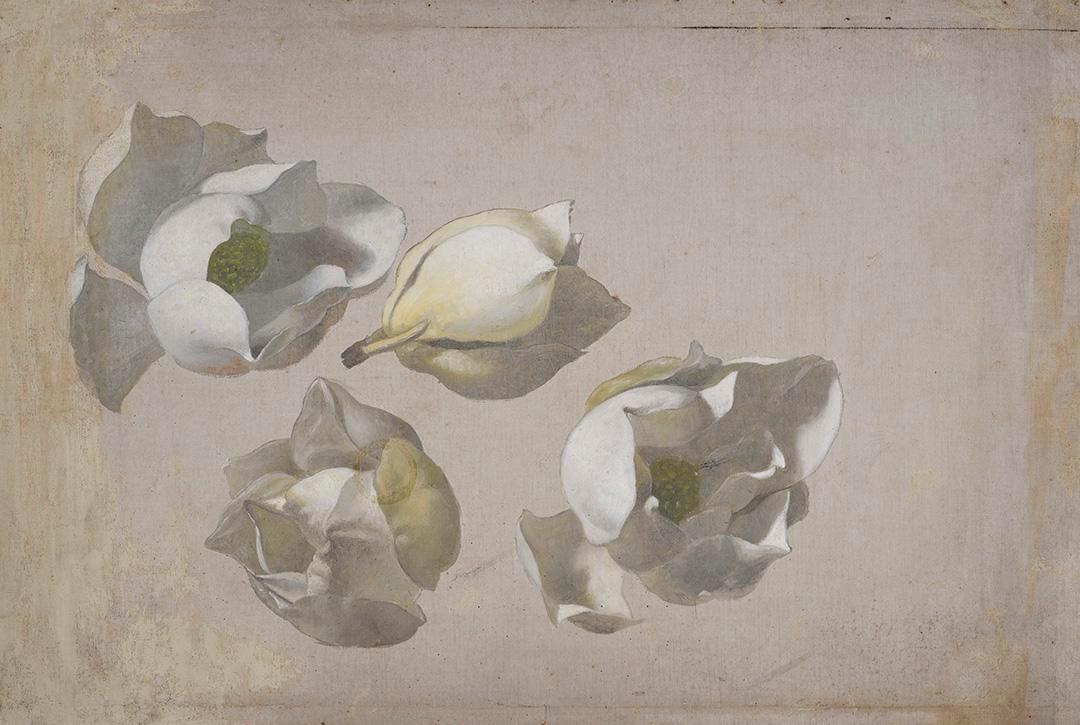 Étude de quatre fleurs de magnolia - Martin Johnson Heade