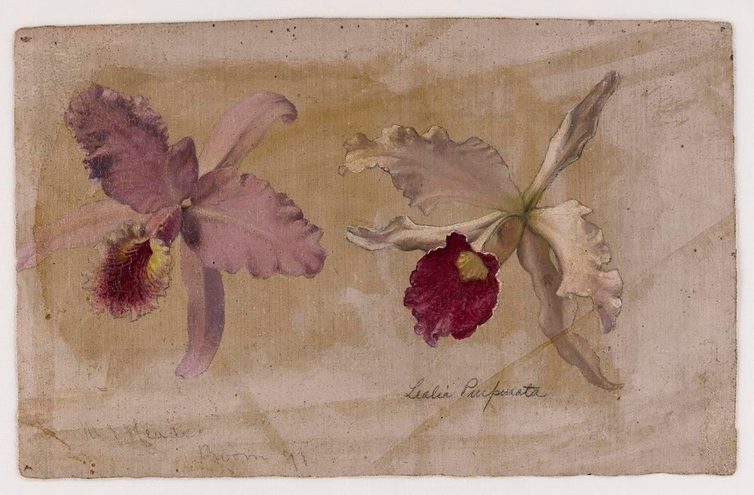 Étude de Lealia Purpurata et d'une autre orchidée - Martin Johnson Heade