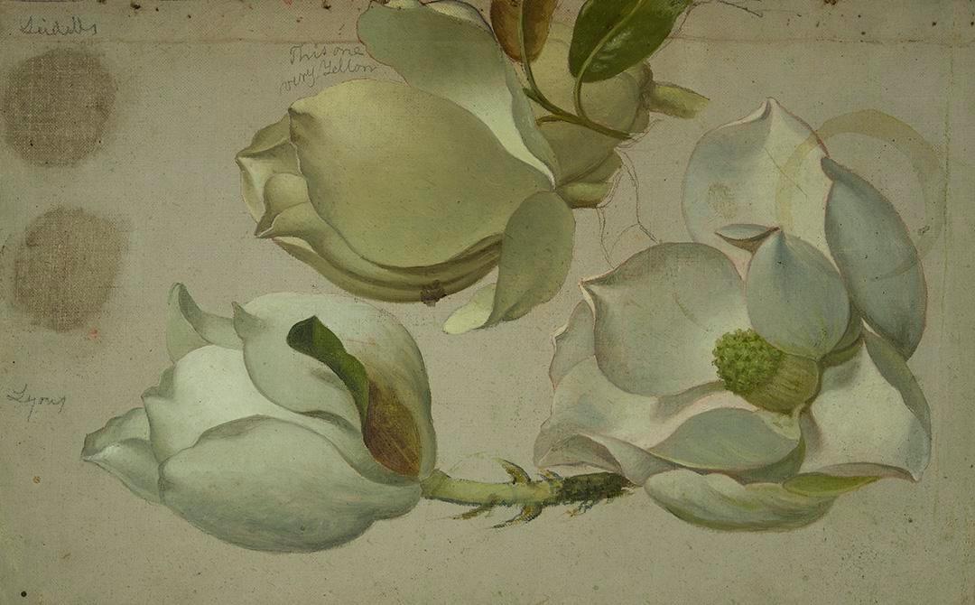 Étude de trois fleurs de magnolia - Martin Johnson Heade