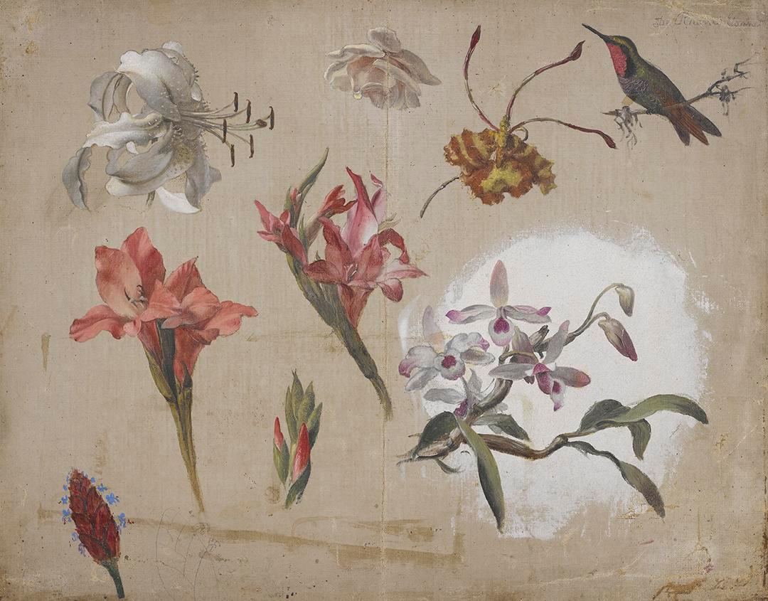 Étude de fleurs variées avec un colibri - Martin Johnson Heade