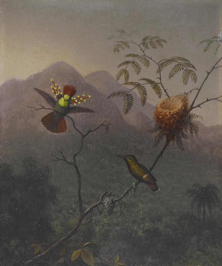 Coquette touffue - Martin Johnson Heade