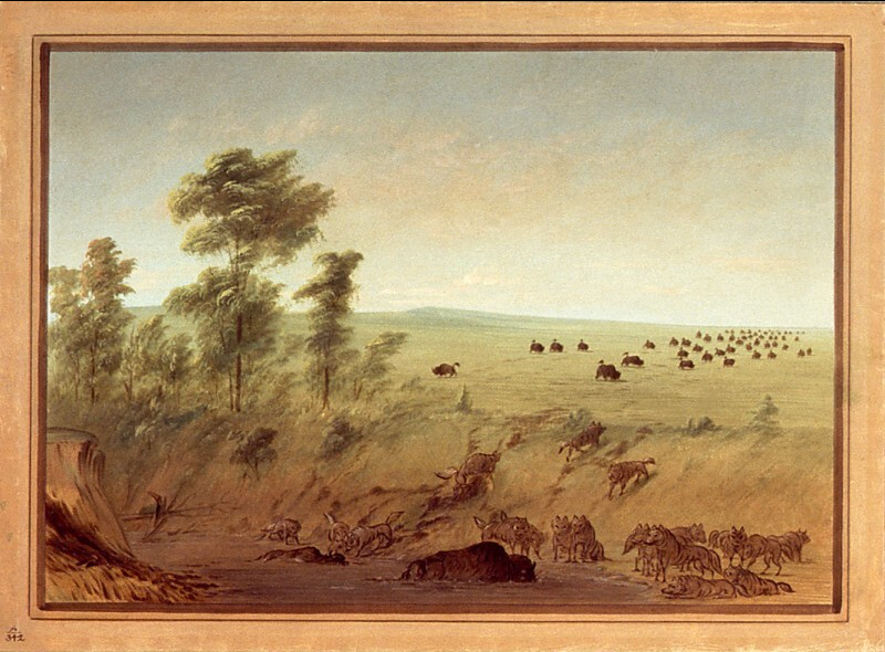 Buffles et loups embourbés - George Catlin