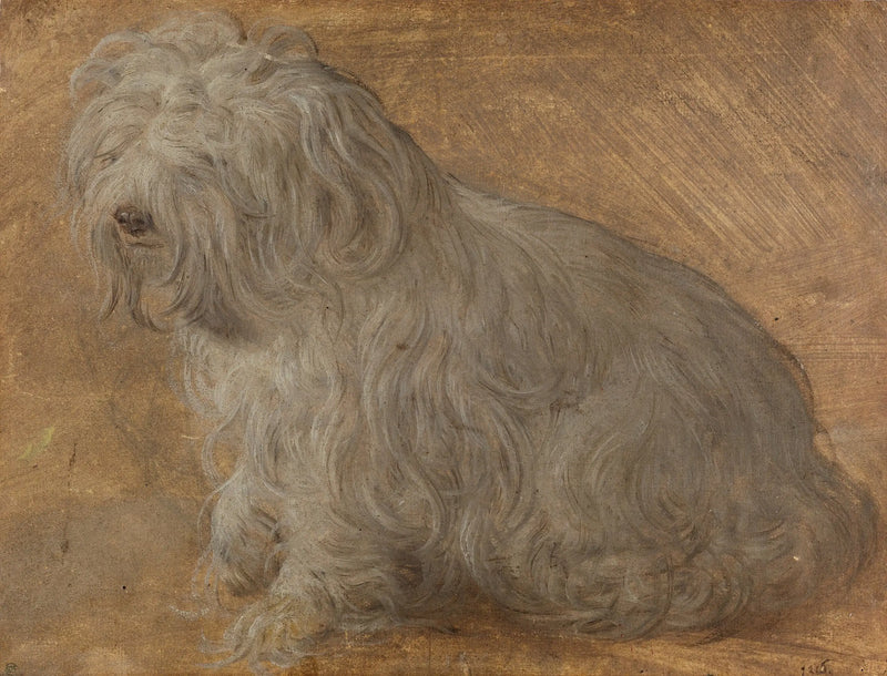 Bichon Maltes - Titian