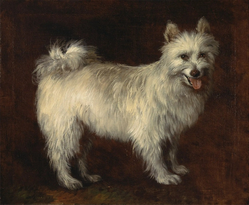 Cão Spitz - Thomas Gainsborough