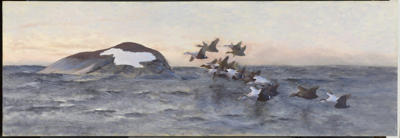 Des eiders volant près d'une falaise - Bruno Liljefors