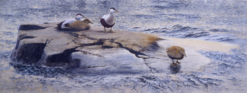 Eiders sur le Skerry - Bruno Liljefors