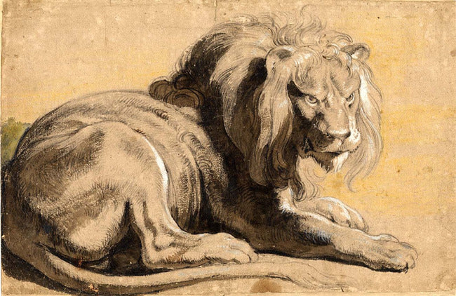 Lion - Peter Paul Rubens