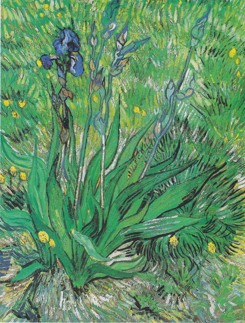 Íris - Vincent van Gogh
