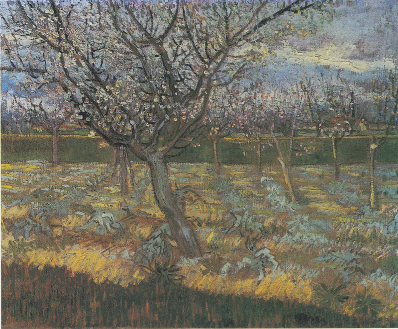 Abricoteiros em flores - Vincent van Gogh