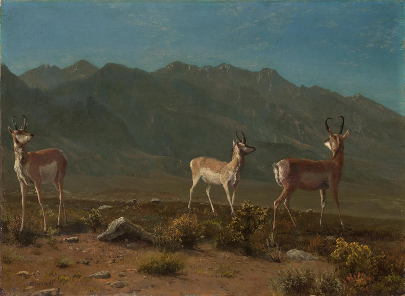 Antílope (Antílope do Arizona) - Albert Bierstadt