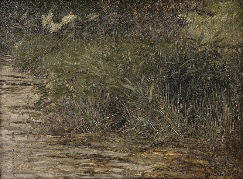 Bécassine dans les roseaux - Bruno Liljefors
