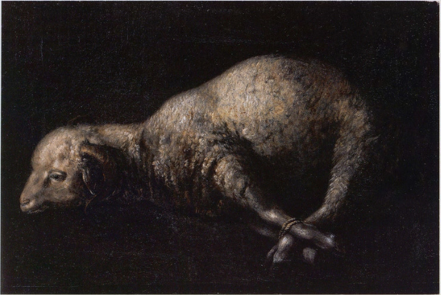 Bode com patas amarradas - Francisco de Zurbarán