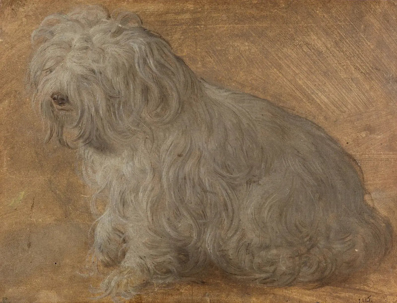 Bichon Maltes - Titian