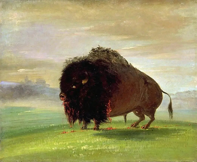 Bisão ferido, espalhando seu sangue pelas pradarias - George Catlin
