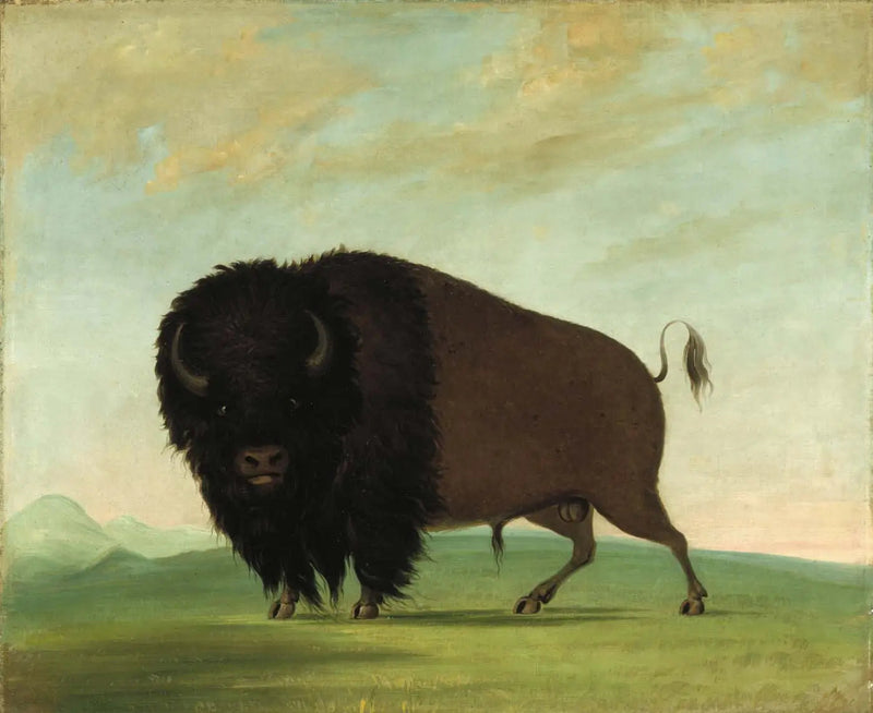  Búfalo macho pastando na pradaria - George Catlin