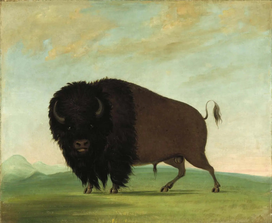  Búfalo macho pastando na pradaria - George Catlin