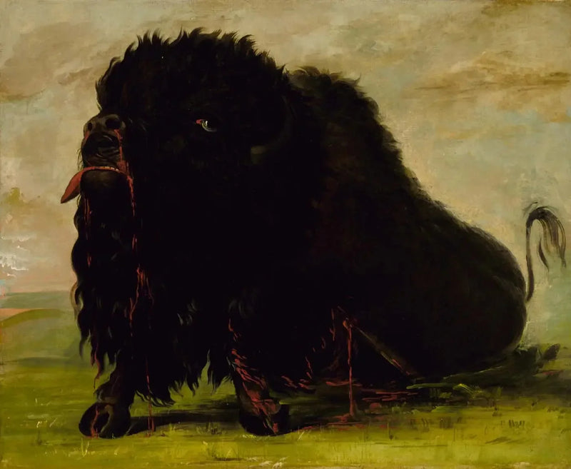 Bufalo morrendo, atingido por uma flecha - George Catlin
