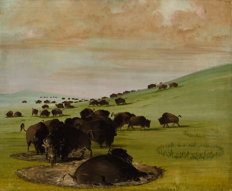 Búfalos machos em um lamaçal - George Catlin