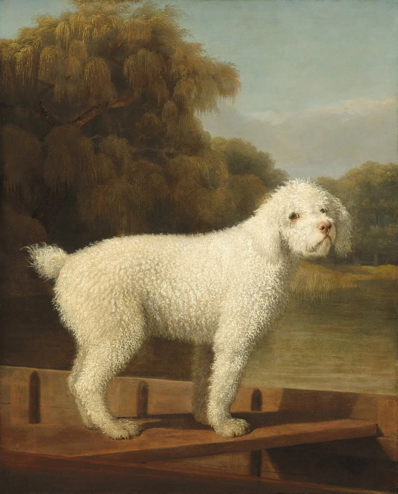 Caniche branco em um Ponto - George Stubbs