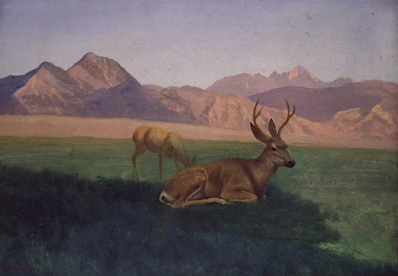Cervo - Albert Bierstadt