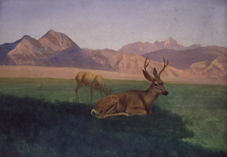 Cervo - Albert Bierstadt