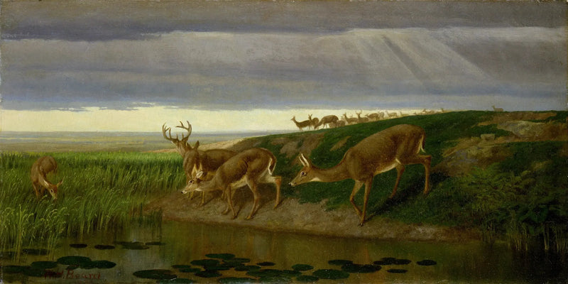 Cervo na pradaria - William Holbrook