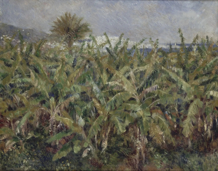 campo de bananas - Pierre-Auguste Renoir