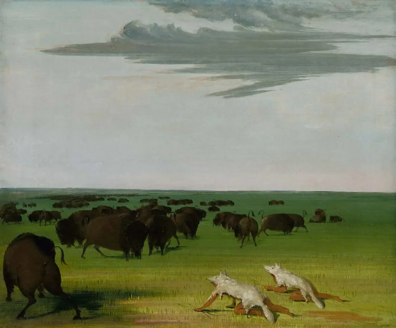 Caçada ao bisão sob a máscara de pele de lobo - George Catlin