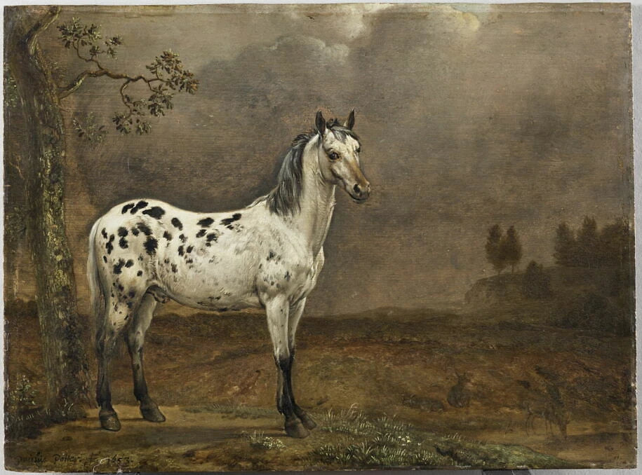 Le Cheval pie - Paulus Potter