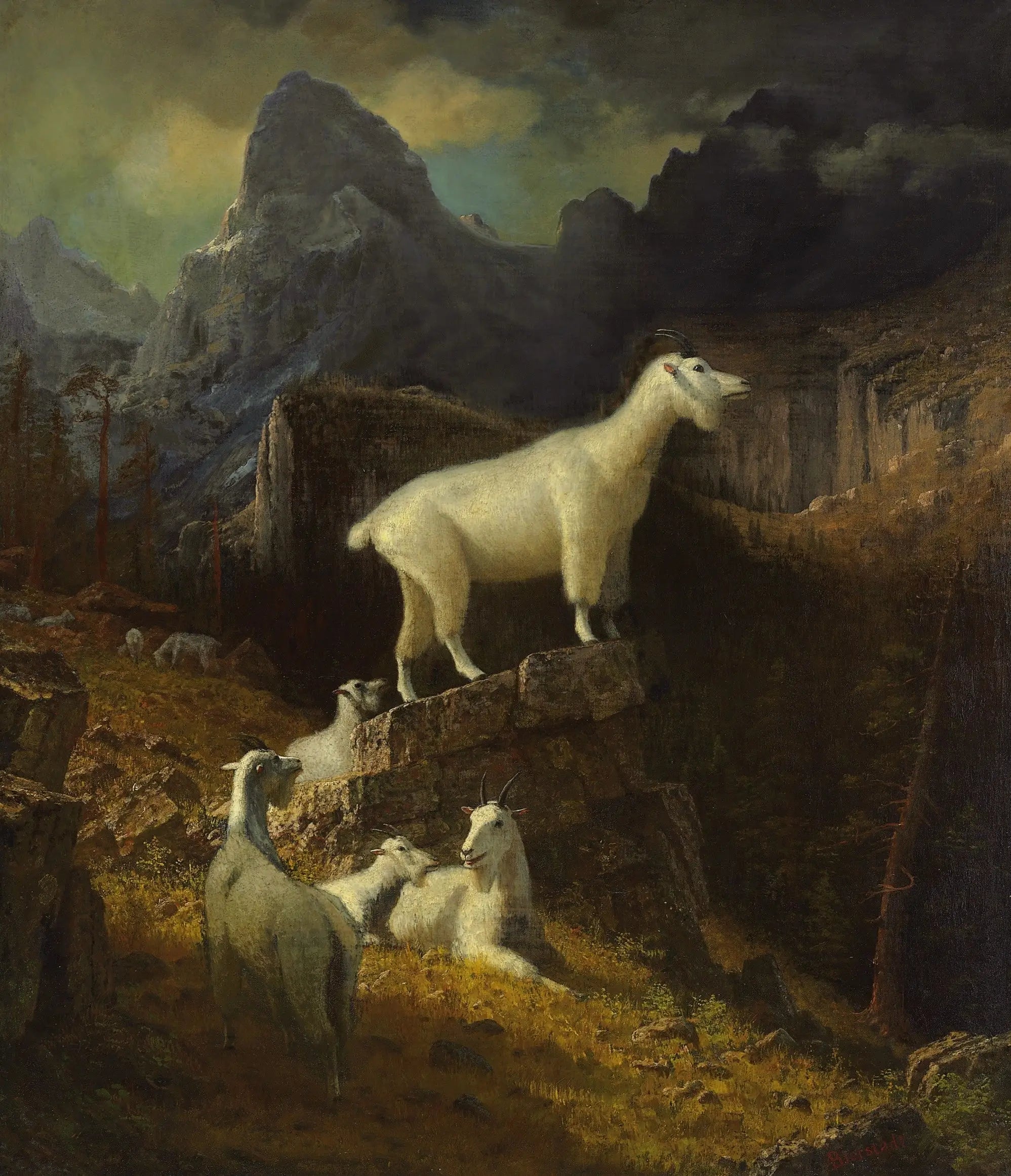 Chèvres des montagnes Rocheuses - Albert Bierstadt - Alpha Reproduction