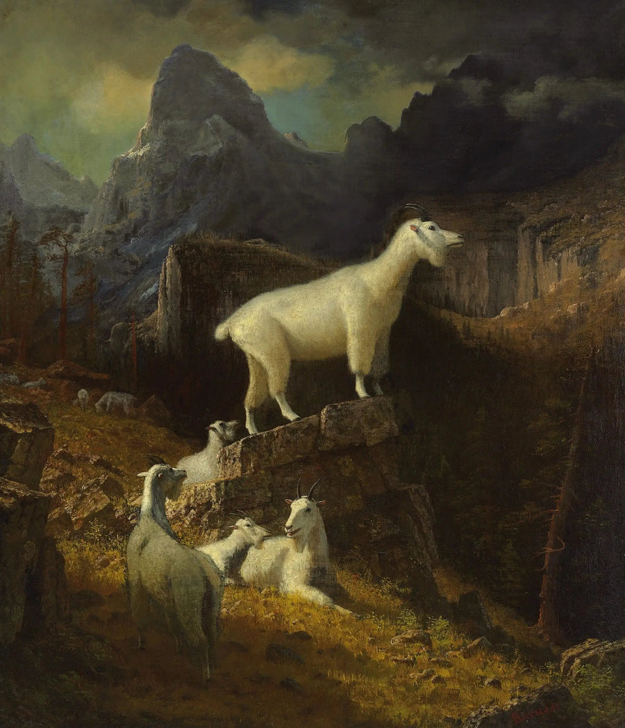 Cabras das Montanhas Rochosas - Albert Bierstadt