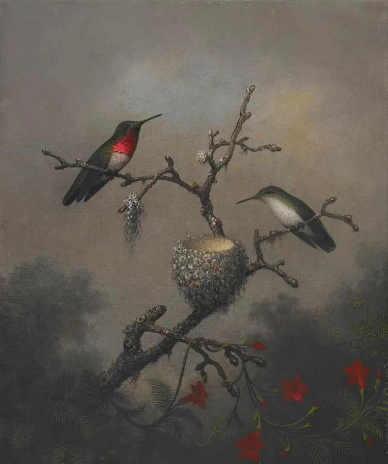 Colibri de garganta de rubi - Martin Johnson Heade
