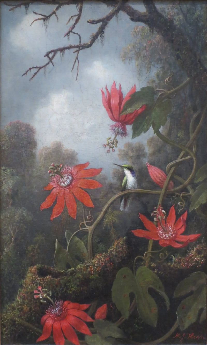 Colibri e passiflora - Martin Johnson Heade