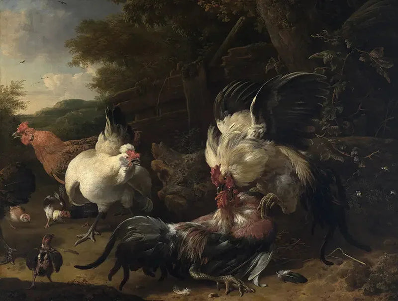 Combates de galos - Melchior de Hondecoeter