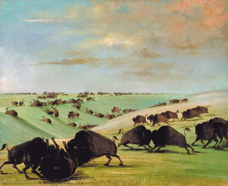 Combates de touros de búfalo durante a temporada de corrida, Alto-Missouri - George Catlin