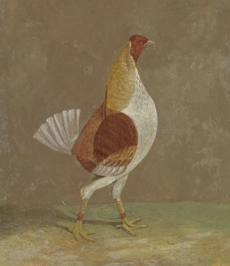 Galo de combate: um galo de combate com peito pálido, voltado para a direita - John Frederick Herring, Sr.