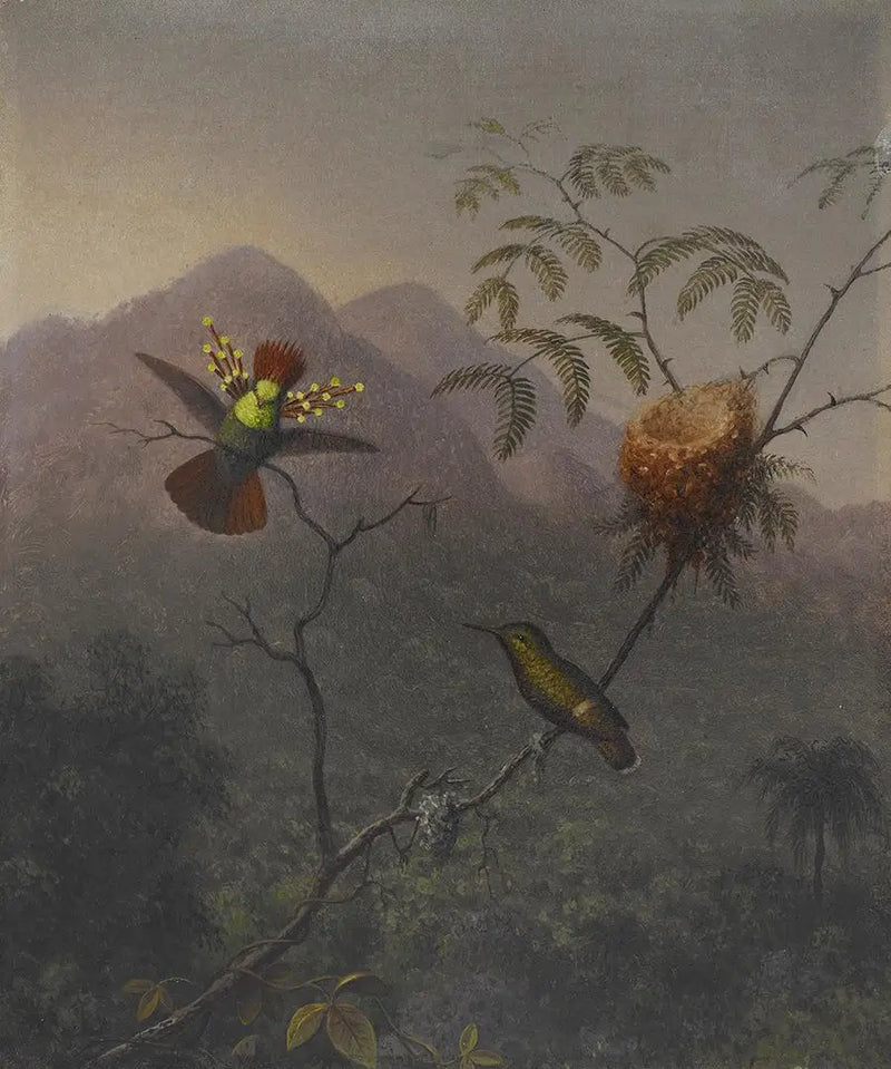 Coquette Enfadonada - Martin Johnson Heade