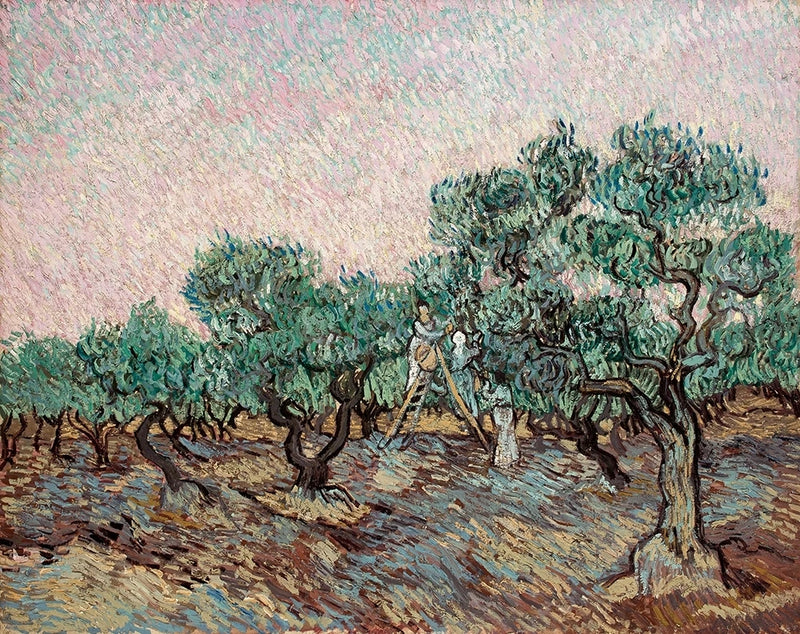 Colheita das azeitonas - Vincent van Gogh
