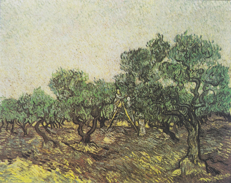 Colheita das azeitonas - Vincent van Gogh