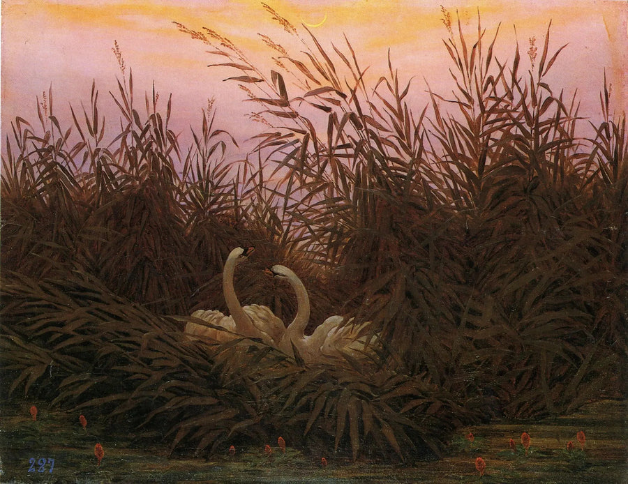 Cisnes nos juncos ao amanhecer - Caspar David Friedrich